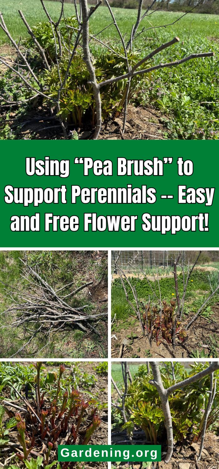 Using “Pea Brush” to Support Perennials -- Easy and Free Flower Support! pinterest image
