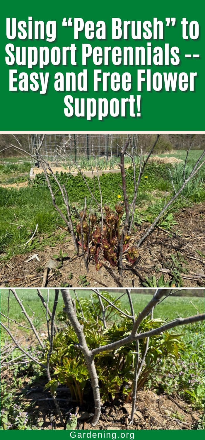 Using “Pea Brush” to Support Perennials -- Easy and Free Flower Support! pinterest image