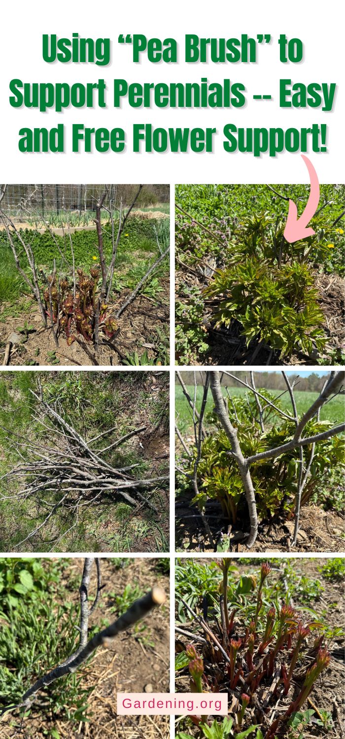 Using “Pea Brush” to Support Perennials -- Easy and Free Flower Support! pinterest image