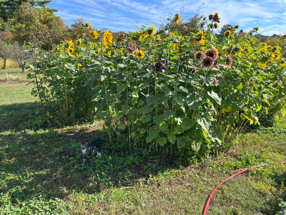 Homegrown sunflower fort playhouse