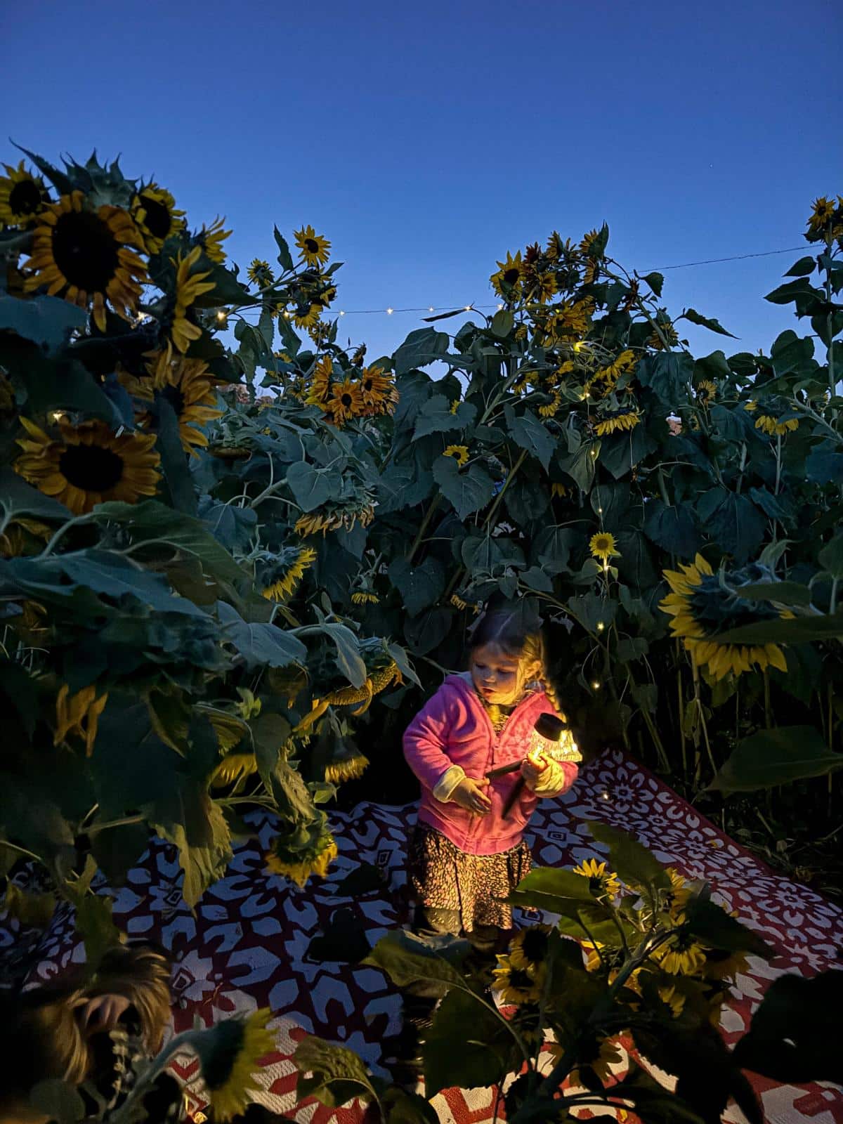 A little girl with a solar light in a sunflower house