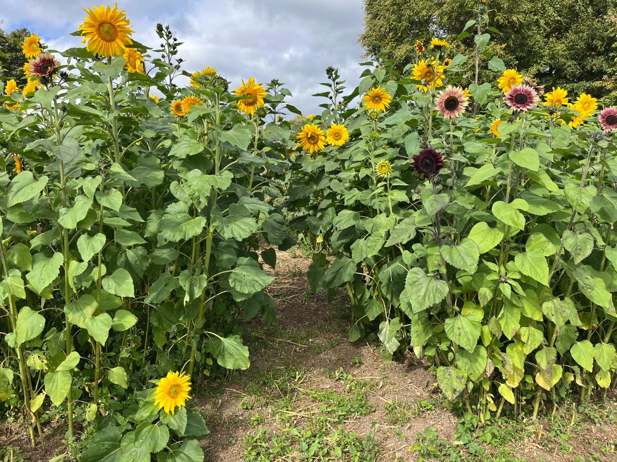 Fully grown sunflower fort playhouse