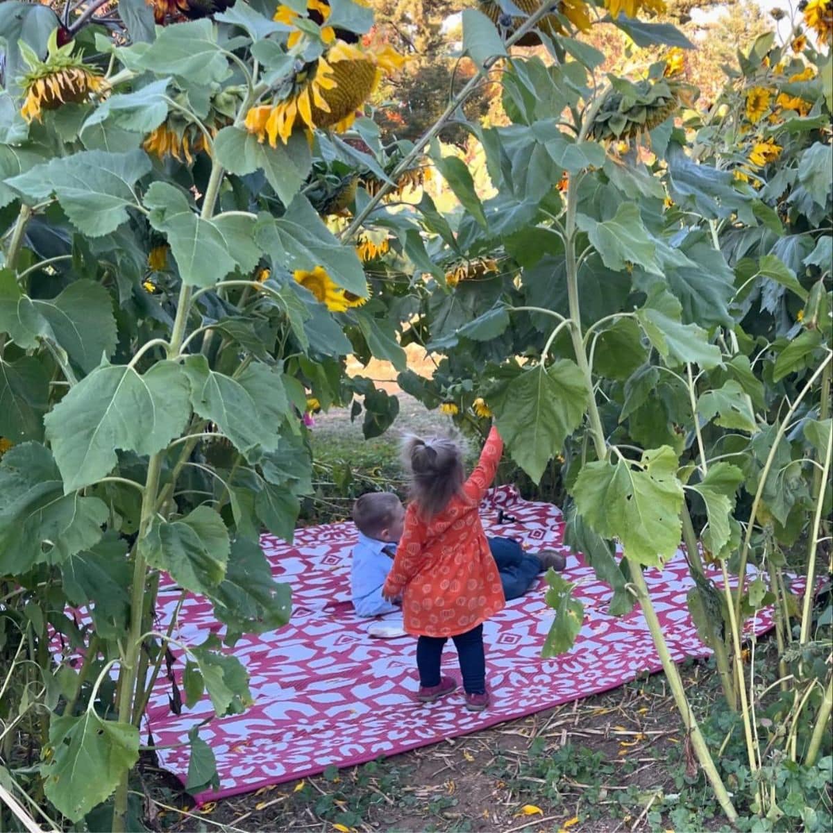 Sunflower House (Or Fort or Maze) for Kids