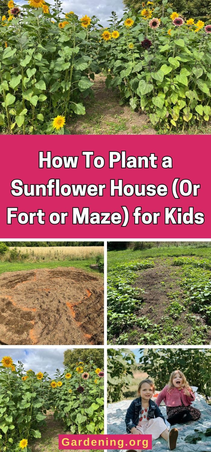 How To Plant a Sunflower House (Or Fort or Maze) for Kids pinterest image