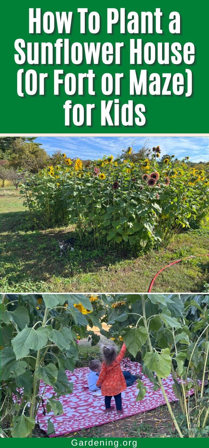 How To Plant a Sunflower House (Or Fort or Maze) for Kids pinterest image
