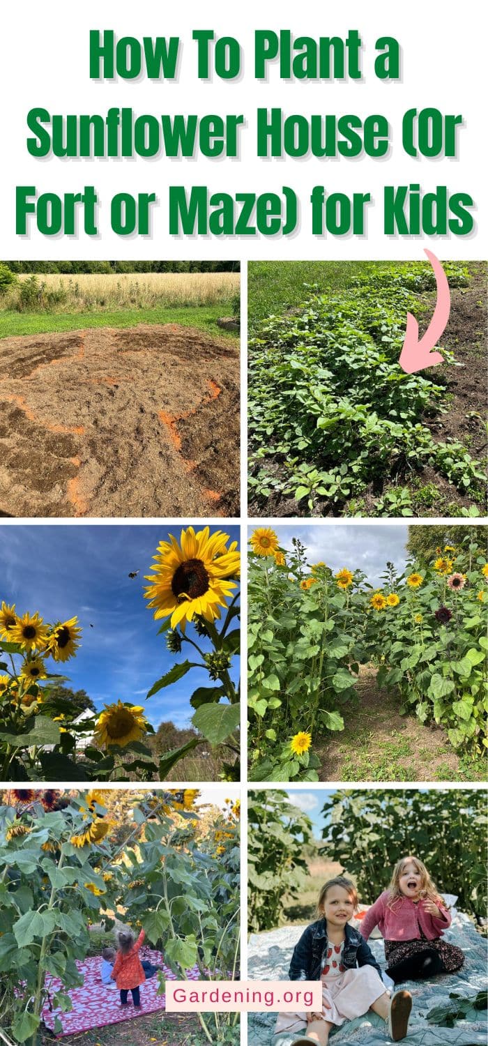How To Plant a Sunflower House (Or Fort or Maze) for Kids pinterest image