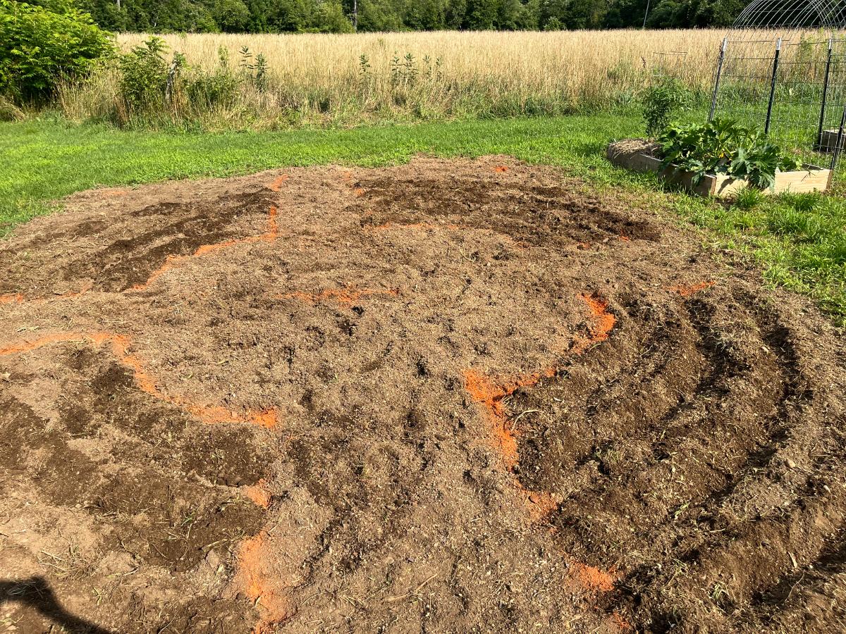 Tilled and marked sunflower house rows