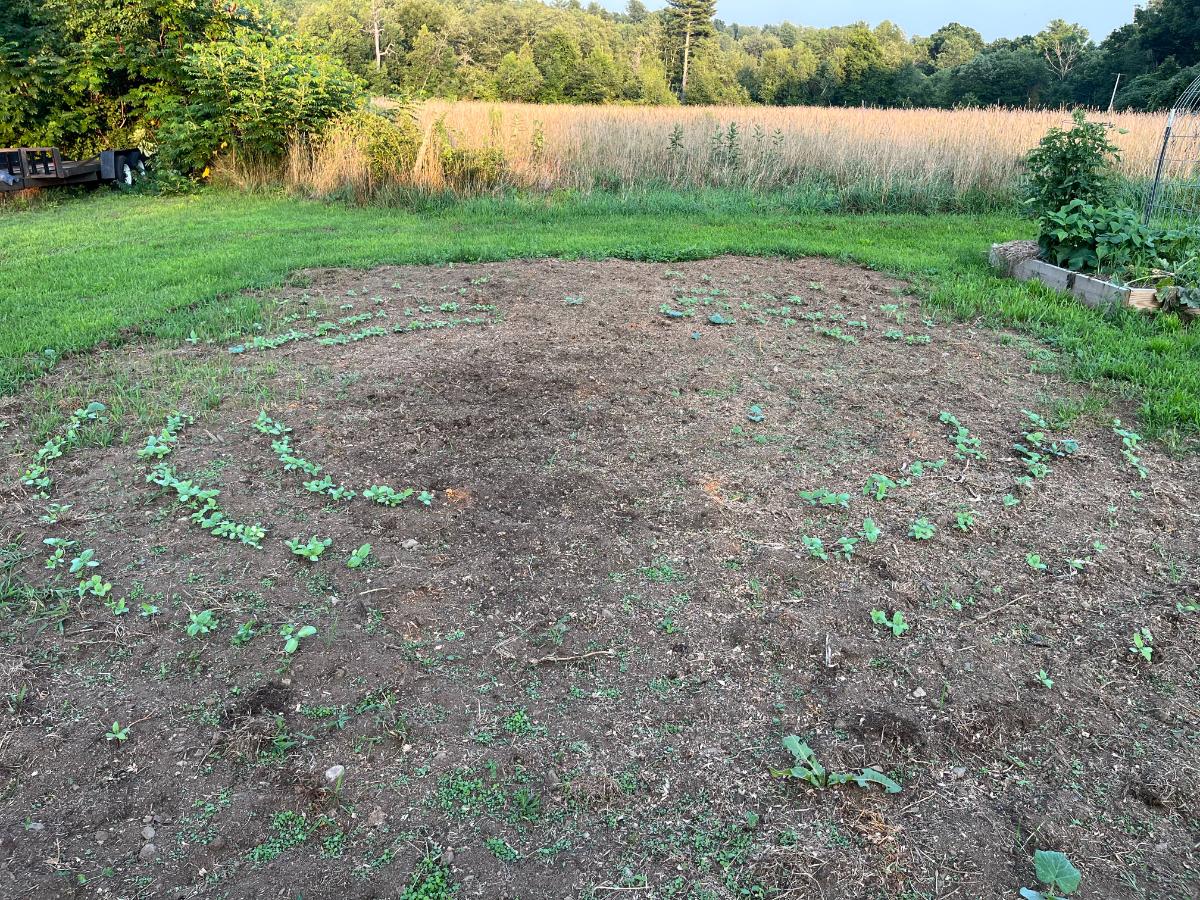 Three rows of sunflowers planted to create a sunflower fort