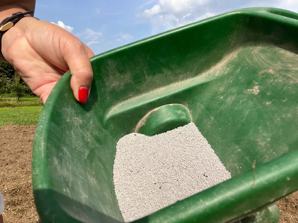 White clover seed for a sunflower house floor