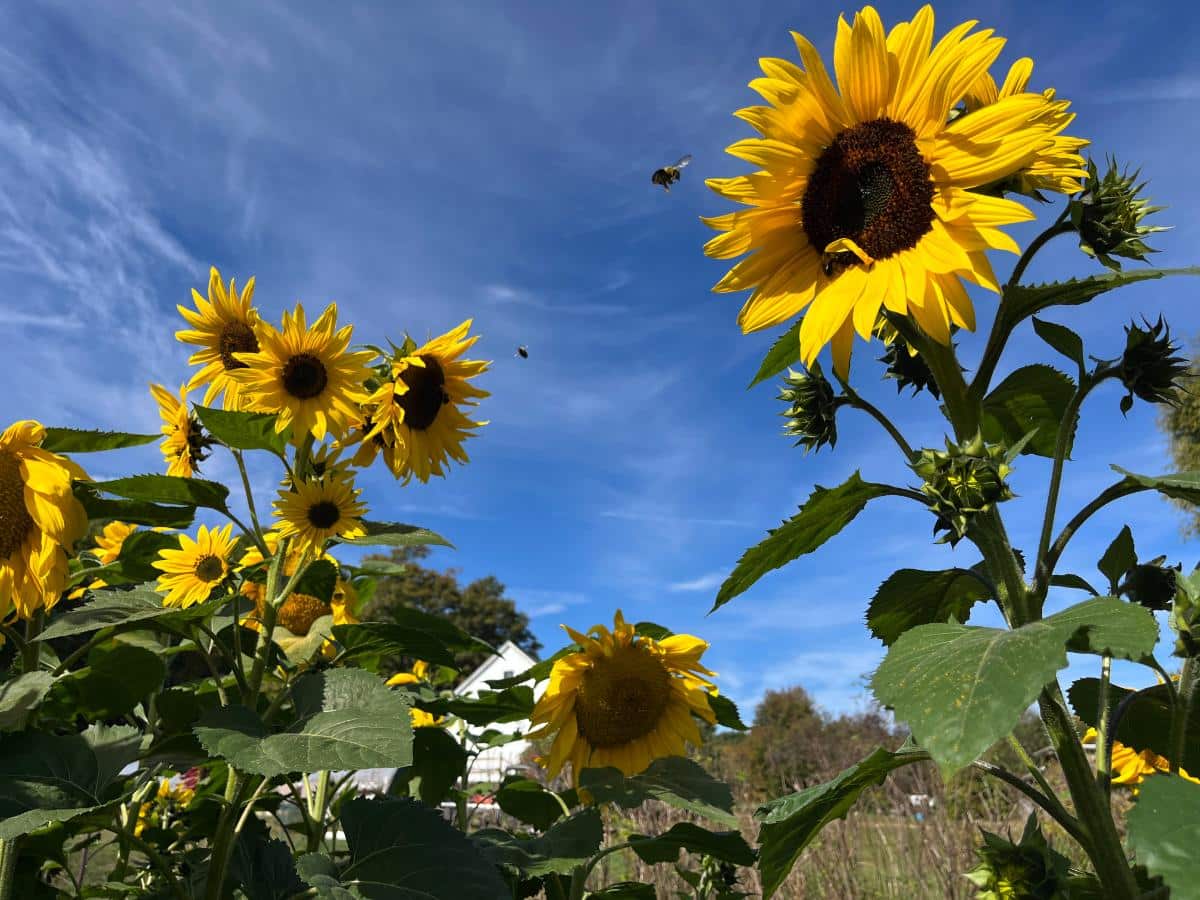 Sunflower house for kids to play in