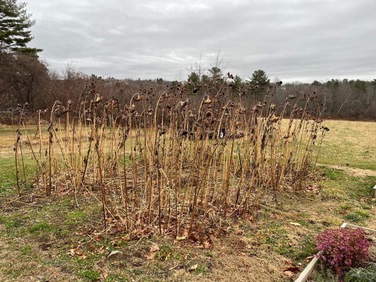 A sunflower house as food for the birds in late fall and winter