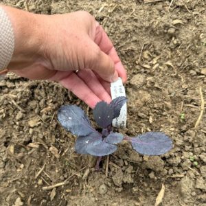A variety of red cabbage for alternate plants.