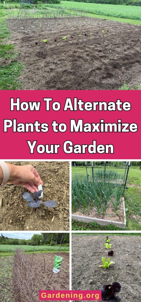 How To Alternate Plants to Maximize Your Garden pinterest image
