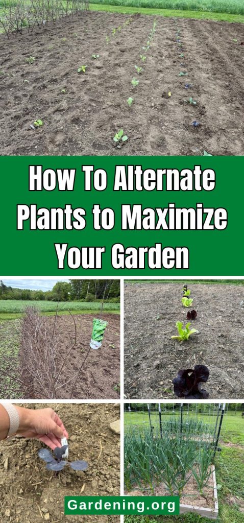 How To Alternate Plants to Maximize Your Garden pinterest image