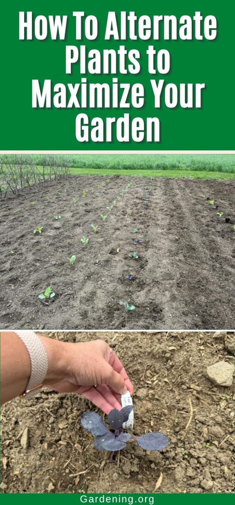 How To Alternate Plants to Maximize Your Garden pinterest image