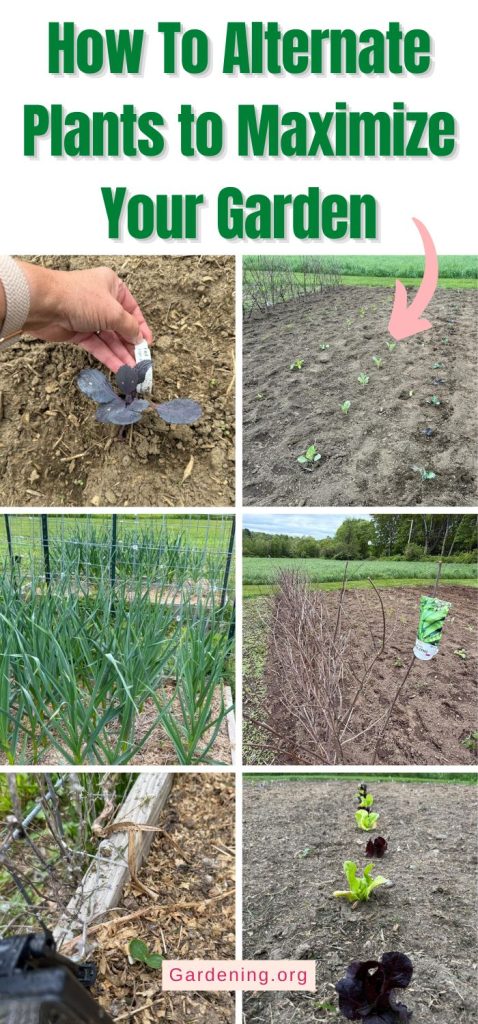 How To Alternate Plants to Maximize Your Garden pinterest image
