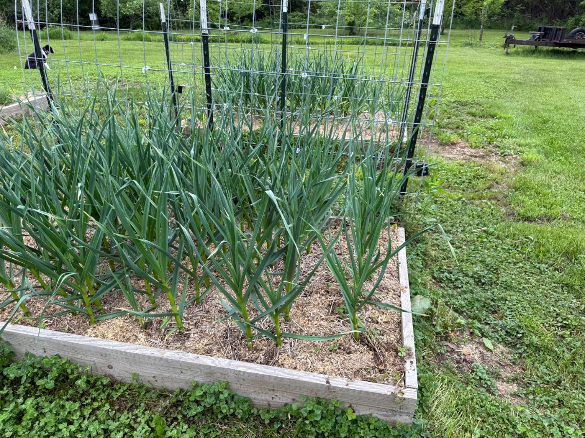 Garlic in a raised bed with a trellis of squash and pumpkins