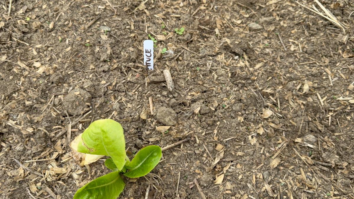 Lettuce from direct seeding and from a transplant