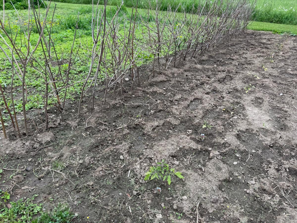 Peas planted closely to young tomato plants