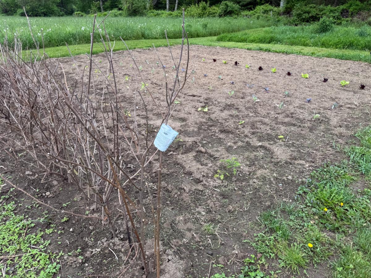 Peas on pea brush alternated with a row of tomatoes