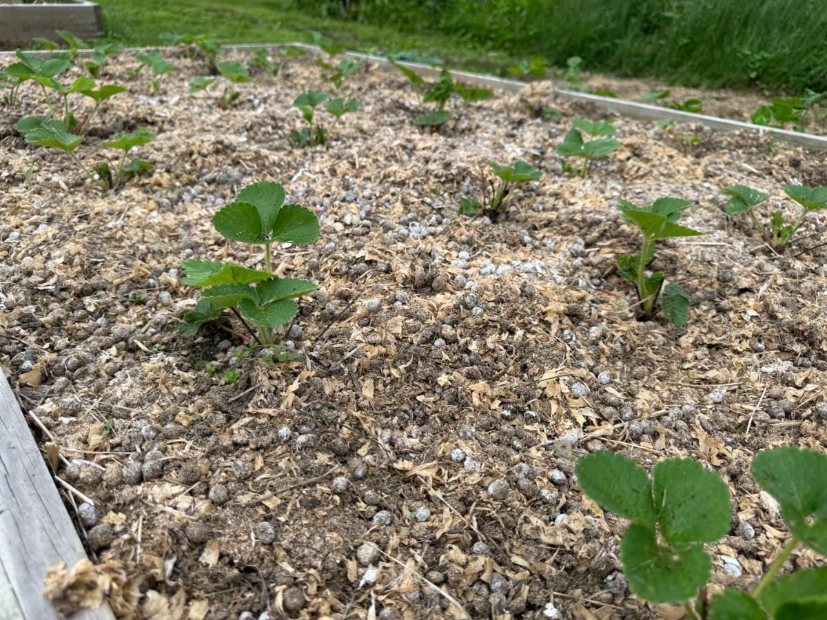 Young everbearing strawberry plants