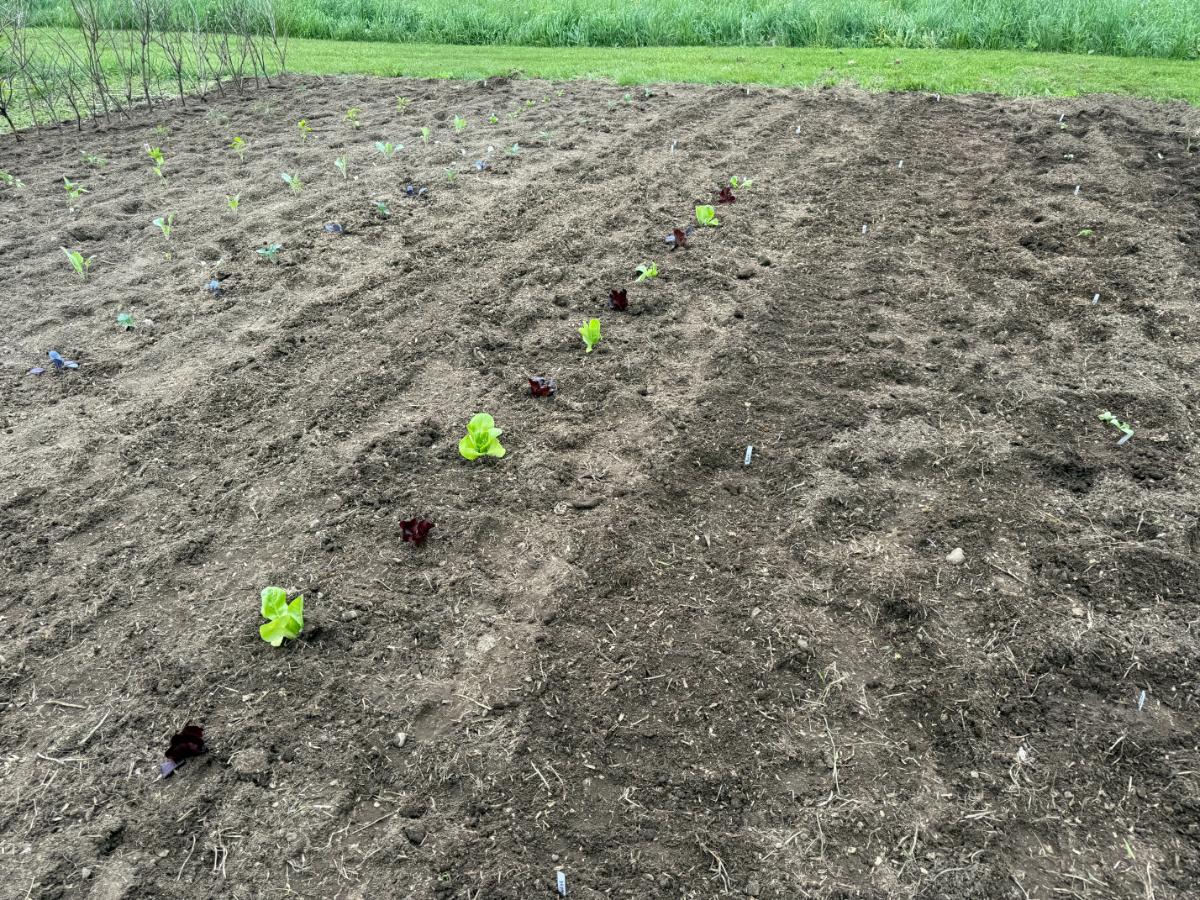 A garden planted with alternating plants, types, and varieties