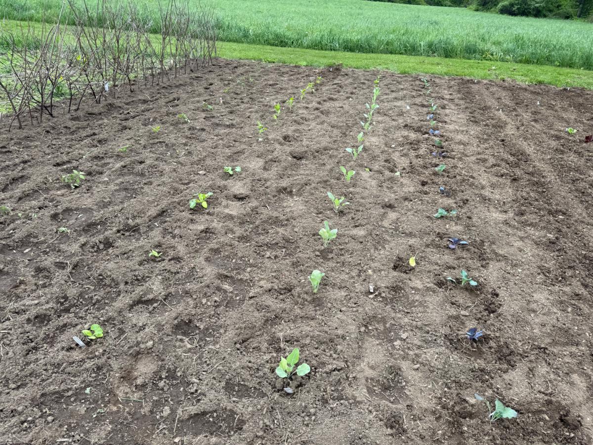 Alternated garden plants for space management