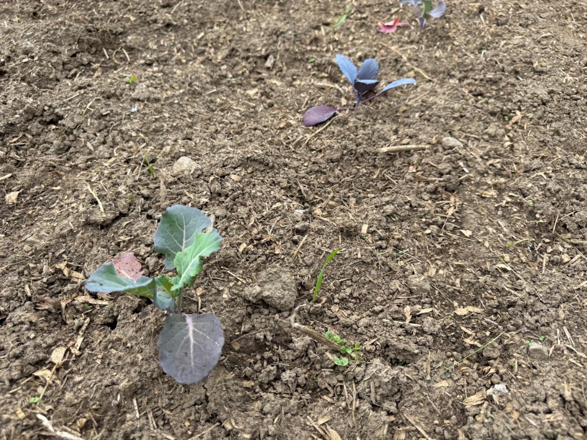 Broccoli and cabbage interplanted and alternated