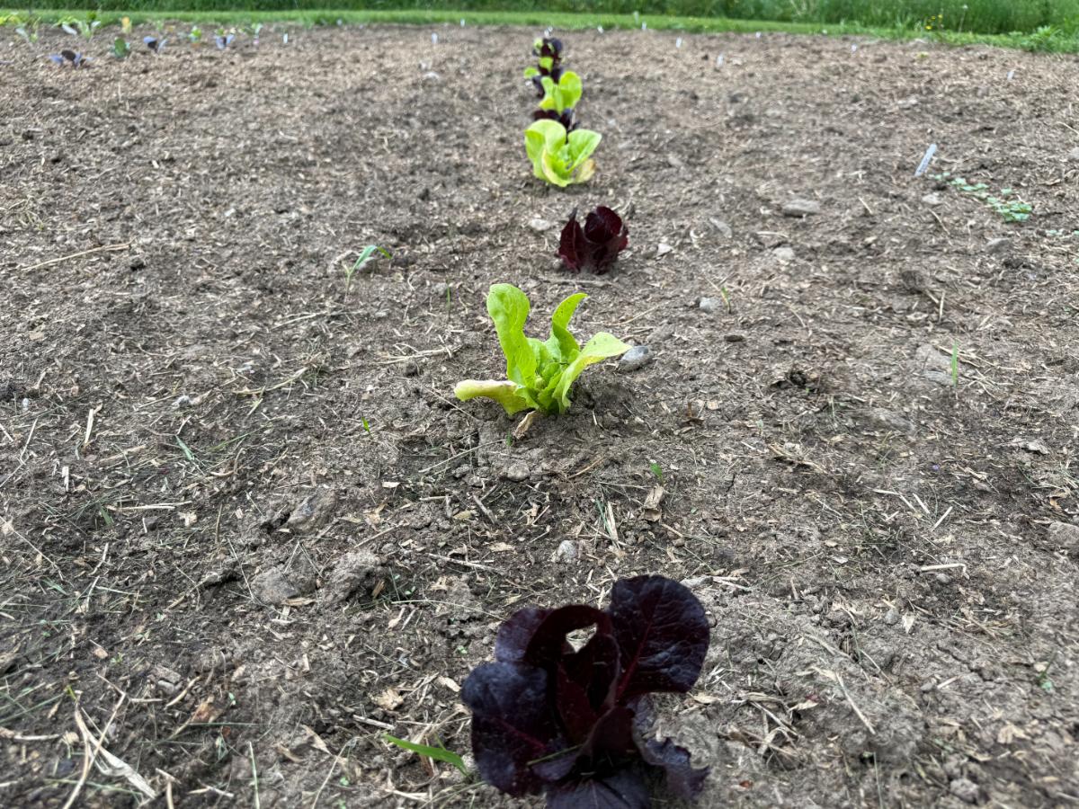 Red and green romaine lettuce alternated