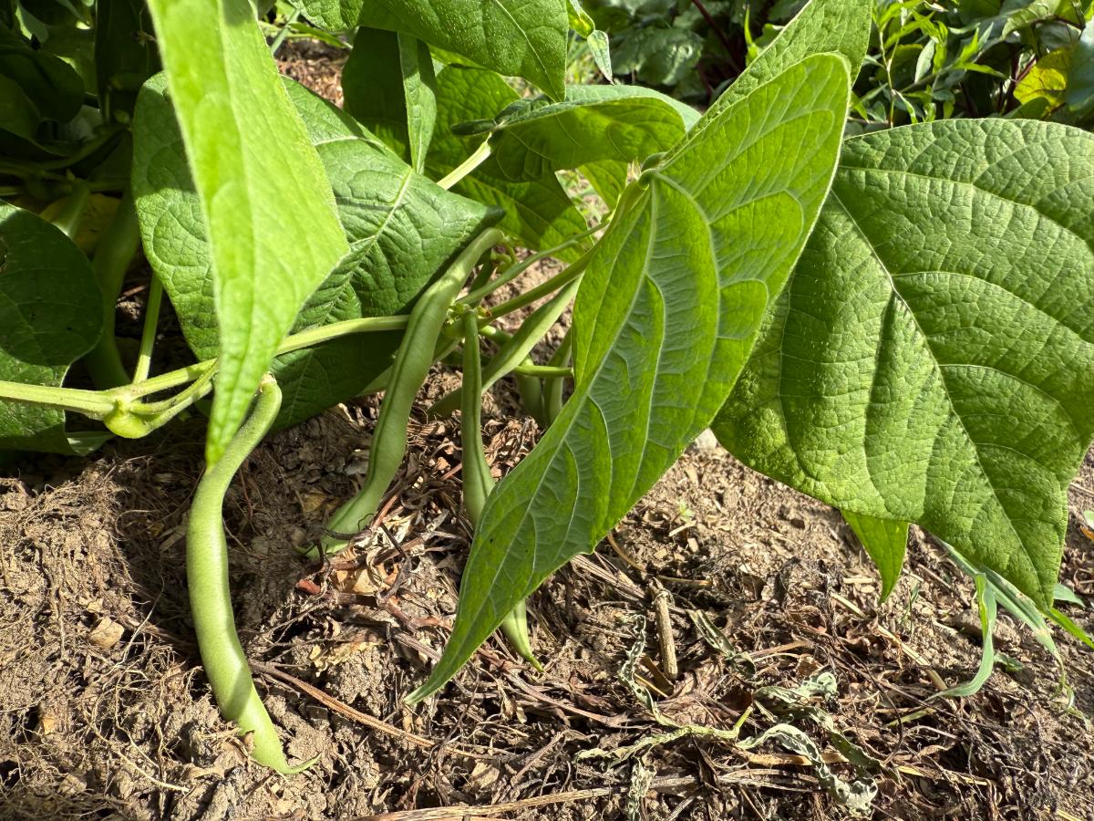 Beans on a bean plant for seed saving