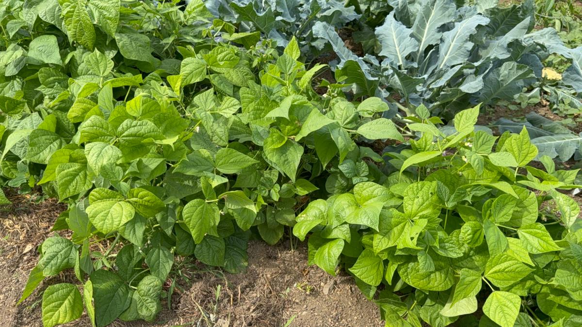 Self pollinating bean plants