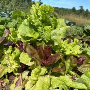 A healthy lettuce plant.
