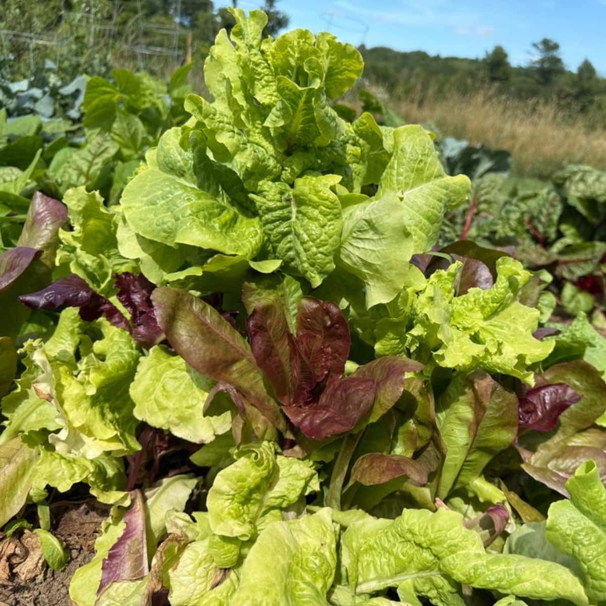 A healthy lettuce plant.