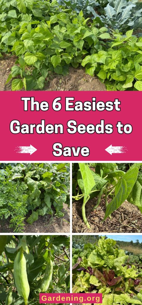 The 6 Easiest Garden Seeds to Save pinterest image