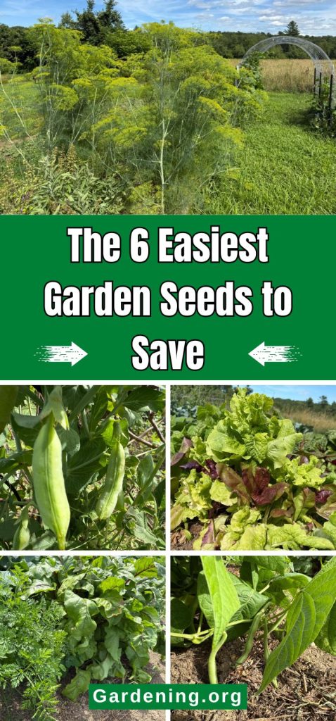 The 6 Easiest Garden Seeds to Save pinterest image