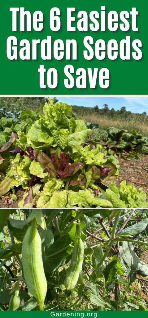 The 6 Easiest Garden Seeds to Save pinterest image