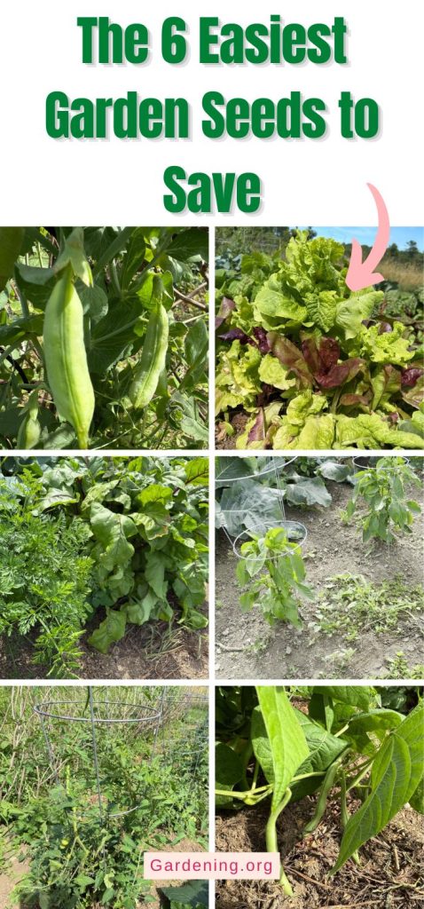 The 6 Easiest Garden Seeds to Save pinterest image