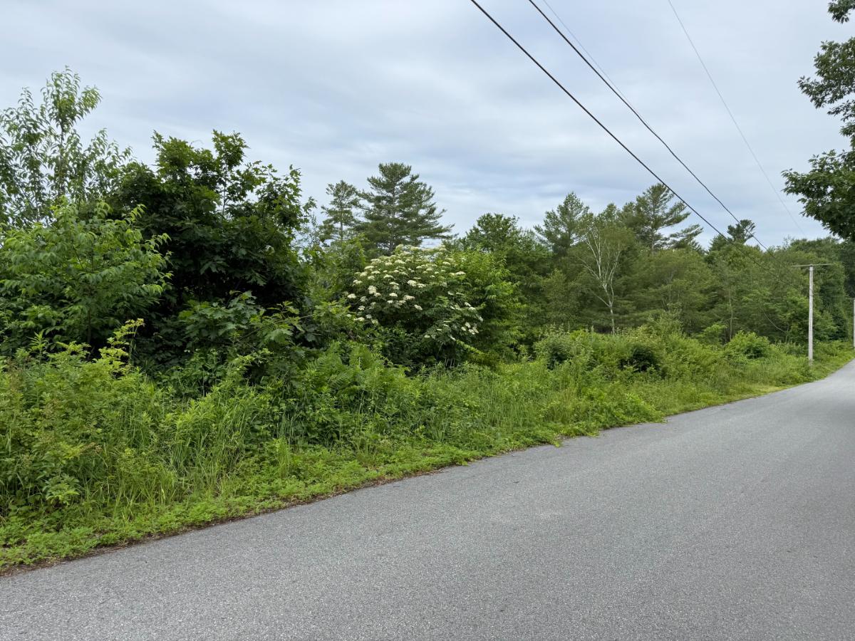 Roadside elderberry bush