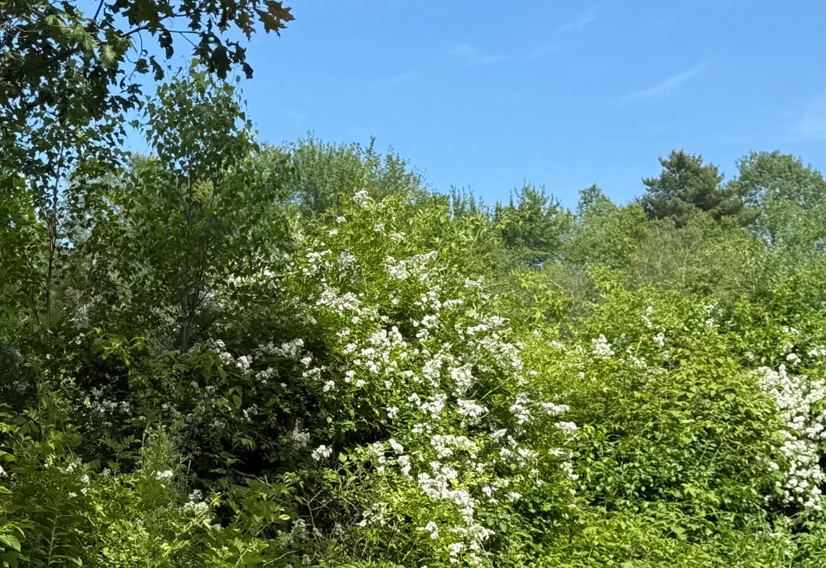 Multiflora Rose in bloom