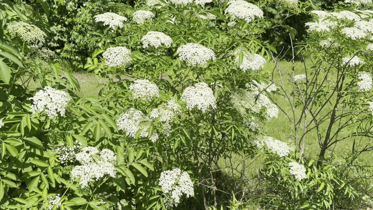 Elderberry flowers