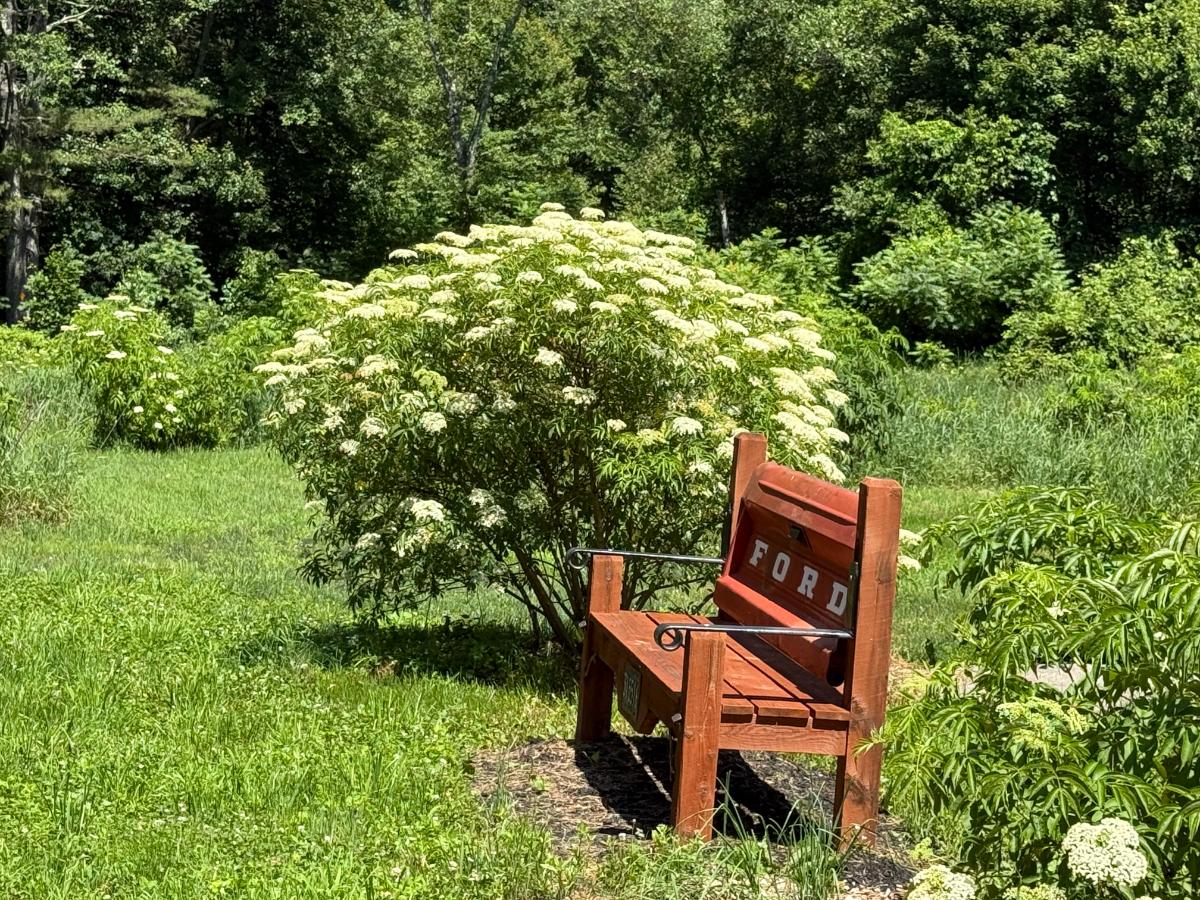 Elderberry bush next to a bench
