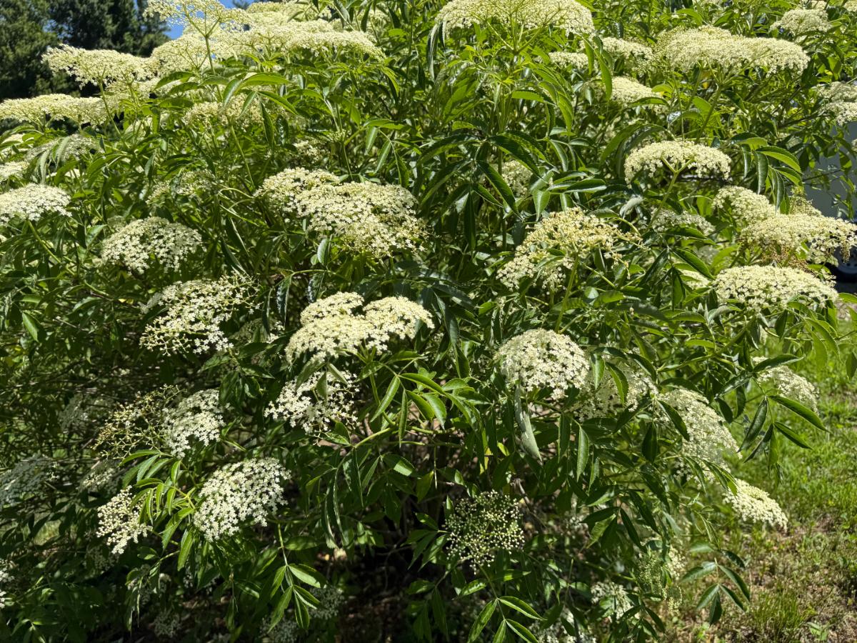 Flowering edible elderflowers