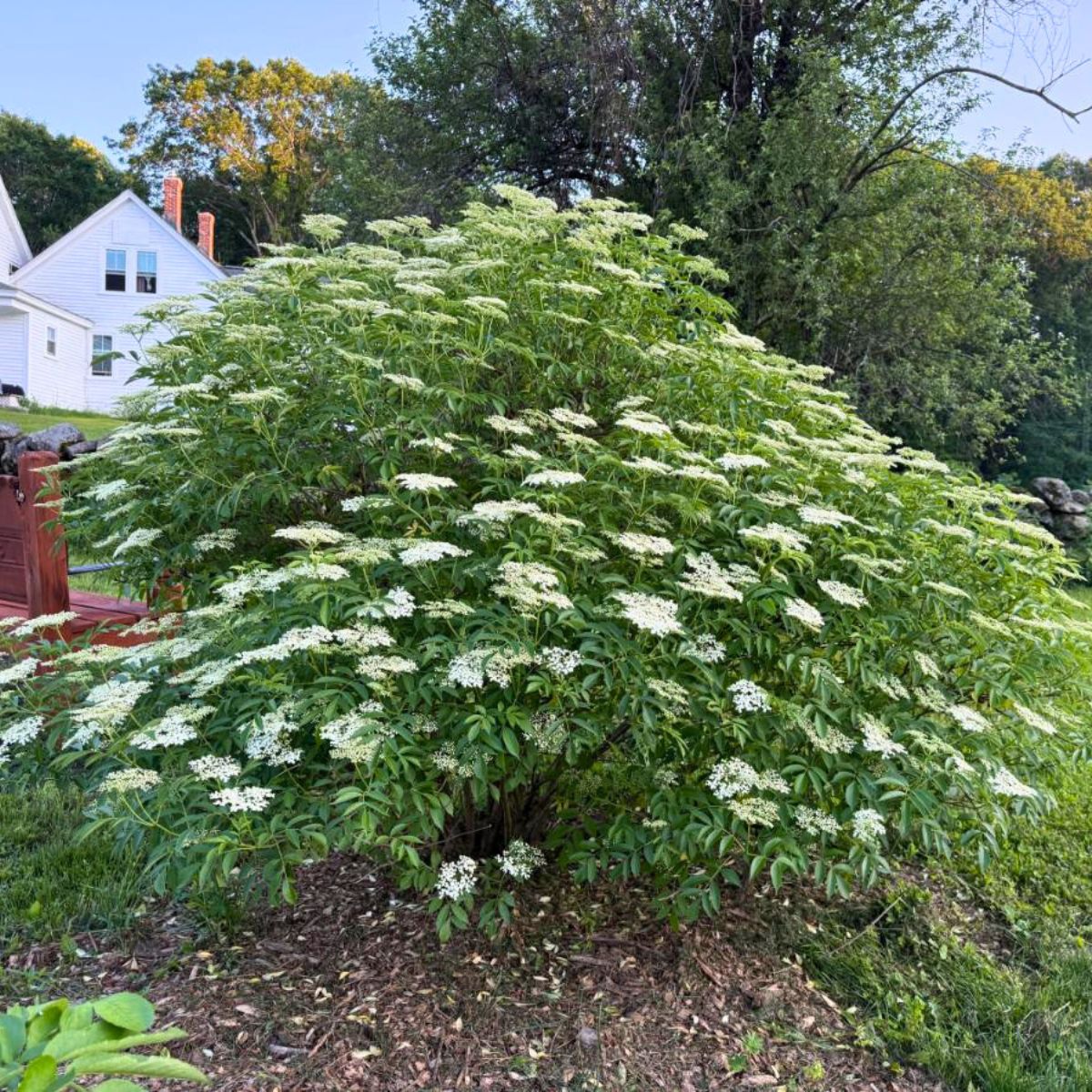 A healthy blooming elderberry bush - ideal time for foraging.