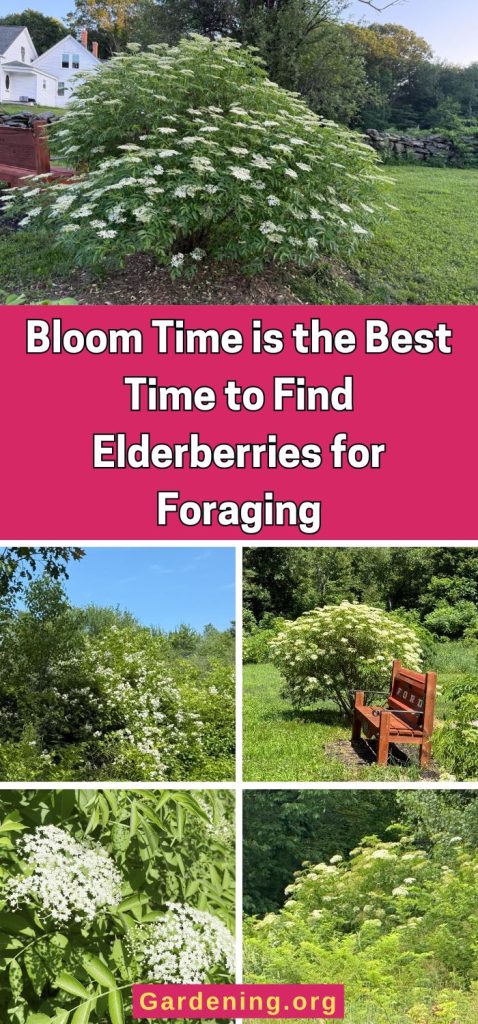 Bloom Time is the Best Time to Find Elderberries for Foraging pinterest image