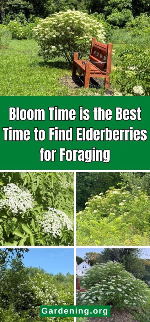 Bloom Time is the Best Time to Find Elderberries for Foraging pinterest image