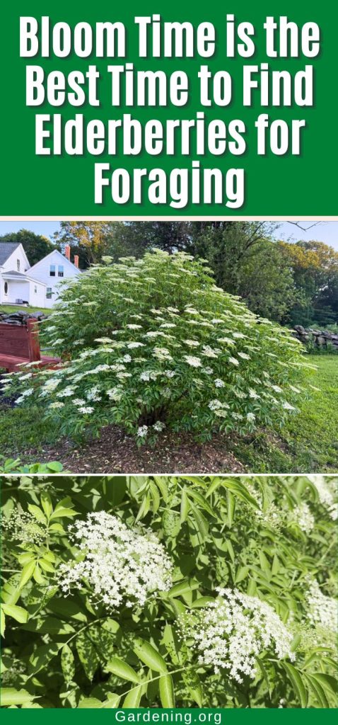 Bloom Time is the Best Time to Find Elderberries for Foraging pinterest image