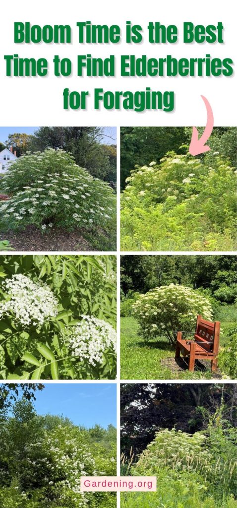Bloom Time is the Best Time to Find Elderberries for Foraging pinterest image