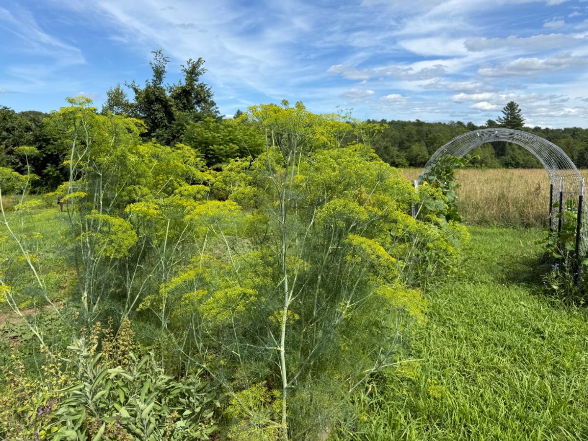 Dill growing in a raised bed