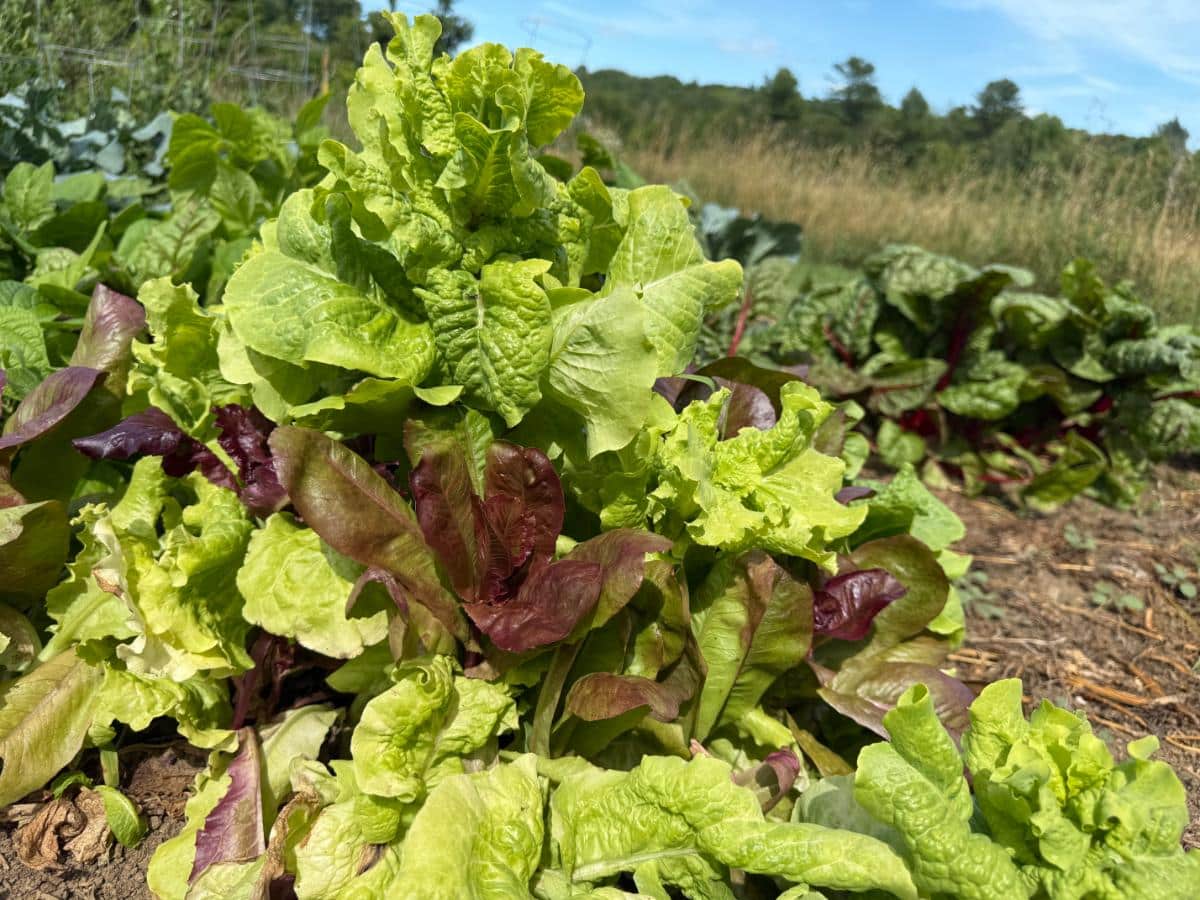 Lettuce going to seed