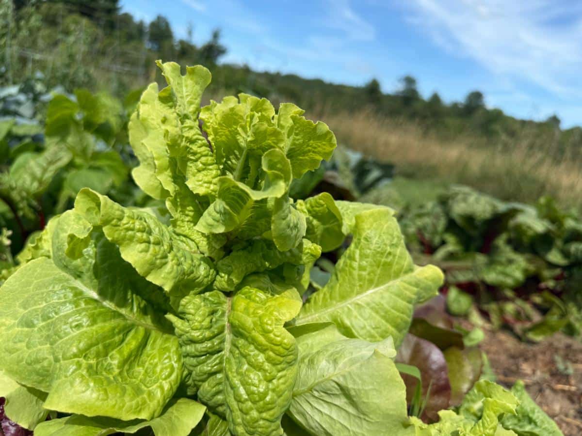 Garden lettuce for seed saving